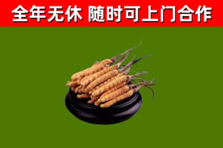 崂山回收散虫草